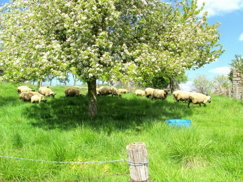 La Taniere Douce Bed and Breakfast Soulaucourt-sur-Mouzon Eksteriør billede